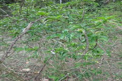 Stachytarpheta cayennensis